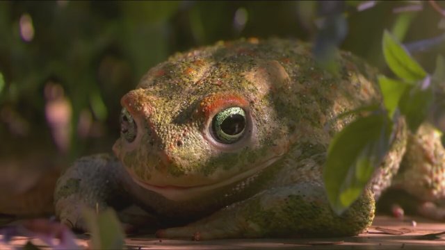Garden Party (2017) Fragman