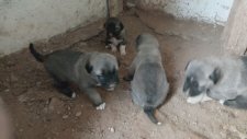 KaRa KıRçIl KaNgAl YaVrUsU-kangal köpek çiftliği