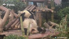Yaramaz Yavrusunu Sevmeye Doyamayan Anne Panda