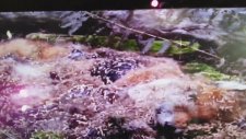 Kocaeli Bilim Merkezi Tilki Çürüme Videosu