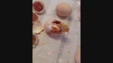Bir Civcivin Yumurtadan Çıkışı