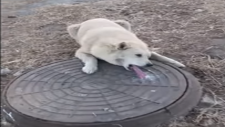 Rögar Kapağına Dili Yapışan Köpeğin Kurtarılması