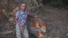 Doğal Bal Avı
