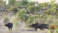 Yavru Fili Aslanlara Yem Olmaktan Kurtaran Bufalo Sürüsü