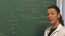 Ygs Lys Biyoloji Sinir Sistemleri ve Duyu Organları