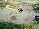 kangal köpeği herkese meydan okuyor