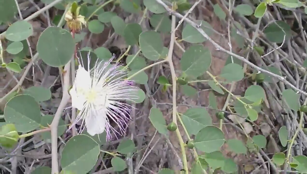 Kapari Turşusu Tarifi Videosu Kapari Turşusu Tarifi Videosu