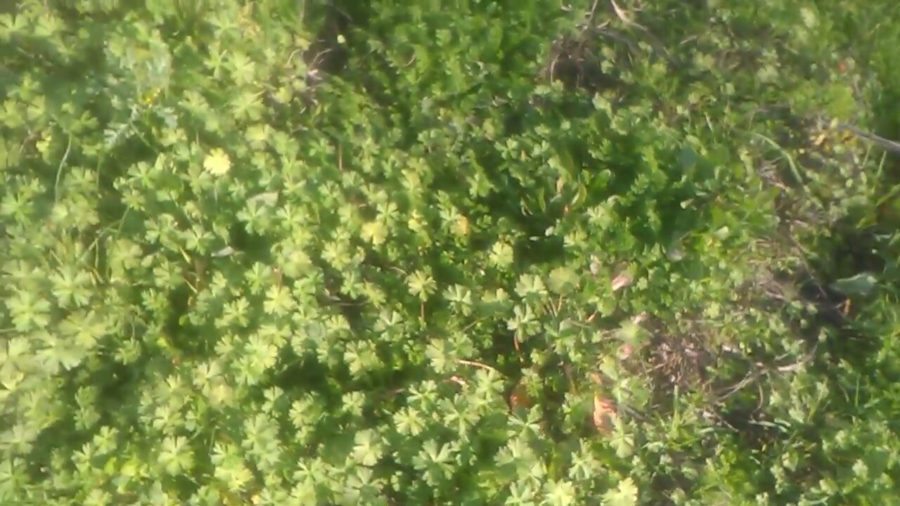 Kuzukulağı Faydaları Kuzukulağı Faydaları