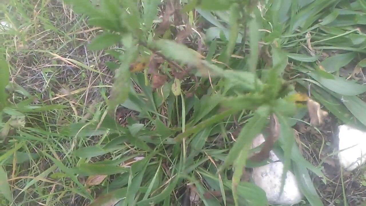 Sinir Otu, Damar Otu Faydaları Sinir Otu, Damar Otu Faydaları