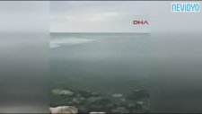Zargana Azmanının Köpek Balığı Sanılması