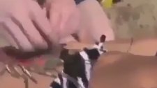 Gelmiş Geçmiş En İyi Eşek Şakası