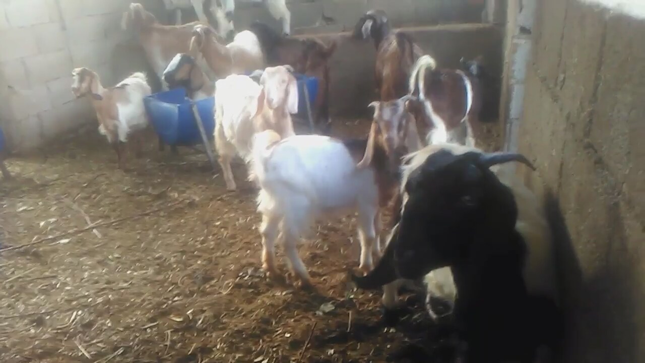 Oğlak (hayvan): açıklama ve fotoğraf Oğlak (hayvan): açıklama ve fotoğraf