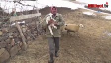 4 Kulaklı Kuzu Dünyaya Geldi