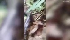 Aç Kalan Köylüler Dev Pitonu Yedi