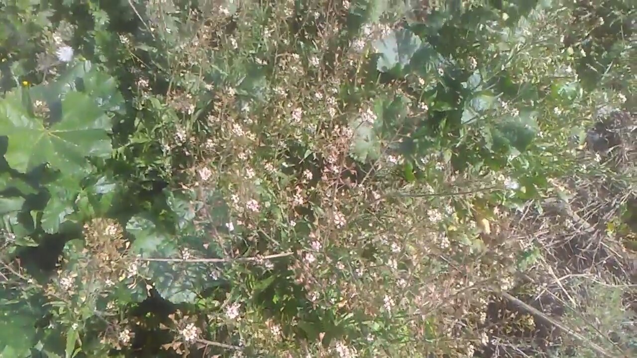 Isırgan Otu Çayı Faydaları Nedir Nasıl Yapılır Isırgan Otu Çayı Faydaları Nedir Nasıl Yapılır