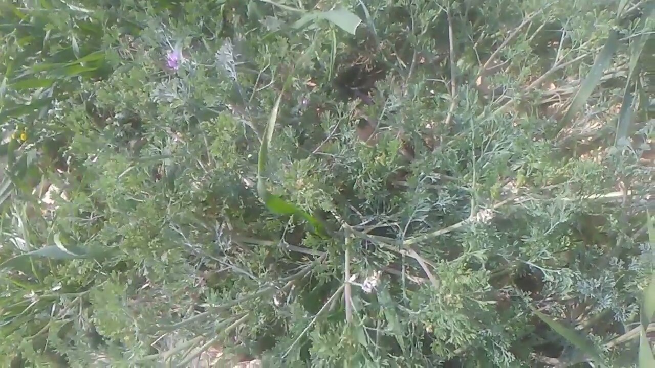 Şahtere otu faydaları Şahtere otu faydaları