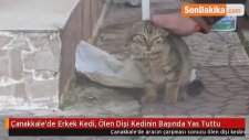 Çanakkale'de Erkek Kedi, Ölen Dişi Kedinin Başında Saatlerce Yas Tuttu