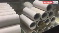 Erkeği Olmadan Üreyebilen Bu Hayvan Tüm Dünyayı Tehdit Ediyor