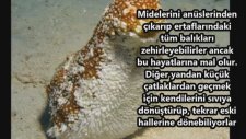 Okyanusun korkutan canlıları