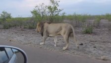 Gözüne Fazla Batan Turiste Haddini Bildiren Aslan