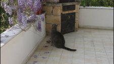 Kedi Sahiplenmeden Önce Bilinmesi Gerekenler