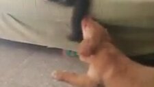 Kedi Köpeği Böyle Tokatladı )))