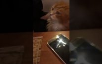 Squeaky Chicken İn My Bedlam