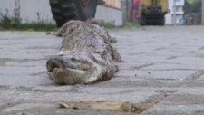 Tekirdağ'da Bulunan Piton