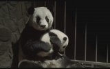 Pandas (2018) Fragman