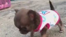 Ayakta Zor Duran Tini Mini Köpek