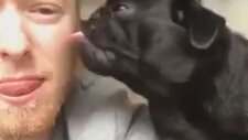 Başkasına Yaptığı Kendisine Yapılınca Tiskinen Köpek