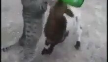 Yavru Keçinin Hakkını Yiyen Kedi