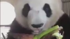 Şapur Şupur Bambu Gömen Panda