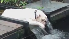 Balıkları İzlemek İçin Muhteşem Bir Yer Seçen Köpek