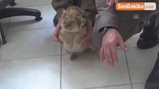Jandarma Gözlerine İnanamadı, Kaçak Kuşların İçinden Aslan Çıktı