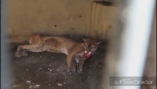 Açlıktan Ölmek Üzere Olan Puma