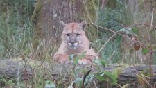 Puma ve Adamın Karşılıklı Anlamsız Bakışması