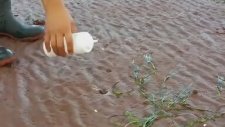 Tuzlu Suyla İstiridye Yakalamak