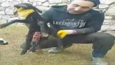 Horasan'da Altı Ayaklı, İki Çeneli, İki Dilli Kuzu Dünyaya Geldi