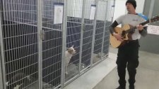 Barınaktaki Hayvanlara Konser Veren Adam