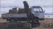 Soyu Tükendi Sanılan Atların Moğolistan'da Tekrar Görülmsi