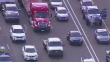 Koca Trafiği Tıkayan Minik Köpek
