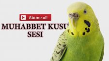 Muhabbet Kuşunun Ötmesini Sağlayacak Dişi Kuş Sesleri