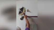 Duvara Gizlenen Dev Piton