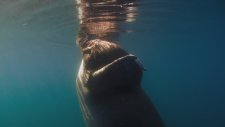 Blue Planet II - 1.Bölüm (Tek Okyanus)