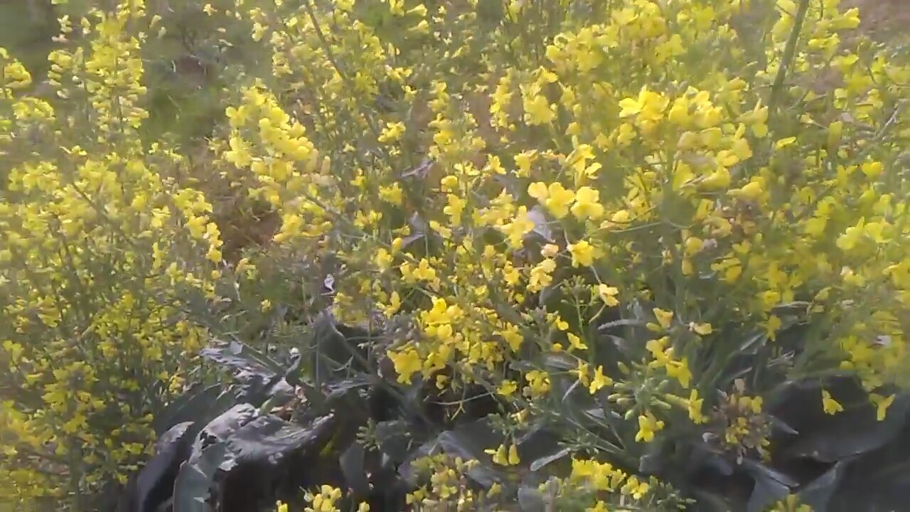 Mersin bitkisinin faydaları Mersin bitkisinin faydaları