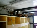bango,baska,güvercin,pigeon