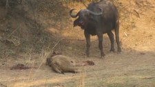Aslanı Perişan Eden Buffalo