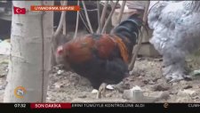 Cinsiyet Değiştirip Horoz Olan Tavuk