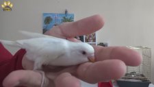 Muhabbet Kuşlarından Albino Muhabbet Kuşlarının Farkı